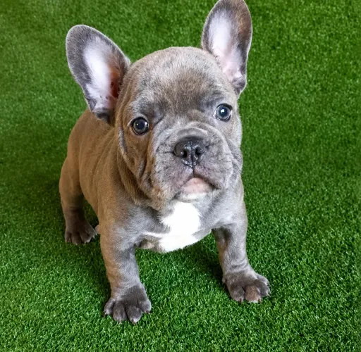 Bulldog Francês Blue
