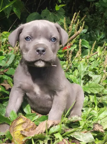 Cane corso fêmea com olhos azuis disponível