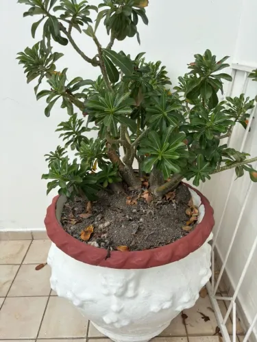 Vaso de plantas grande