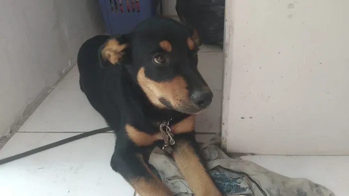 Doação de rotivaller fêmea 4 meses