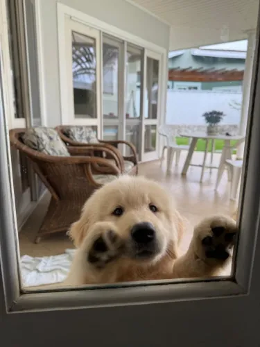 Lindos filhotes de Golden Retriever disponíveis