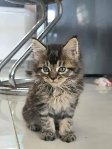 Gatinhos angora pronta a entrega 