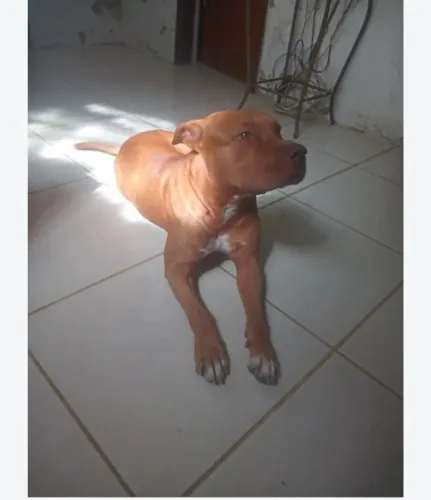 Vendo pitibul