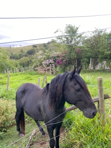 vendo cavalo mangalarga puro registrado 