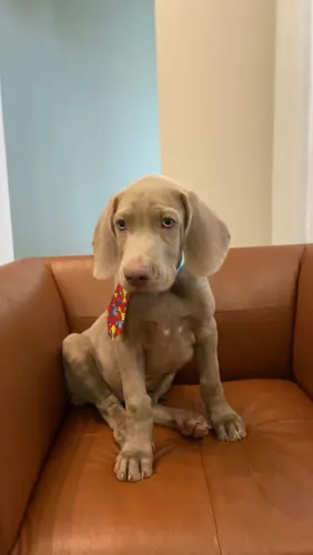 Filhote de Weimaraner 
