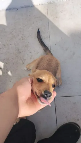 Doa-se filhote de cachorro fêmea com 99 dias (3 meses)