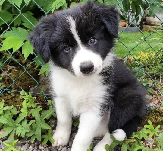 Filhote border collie, Corações Peludos Buscando Lares Amorosos!