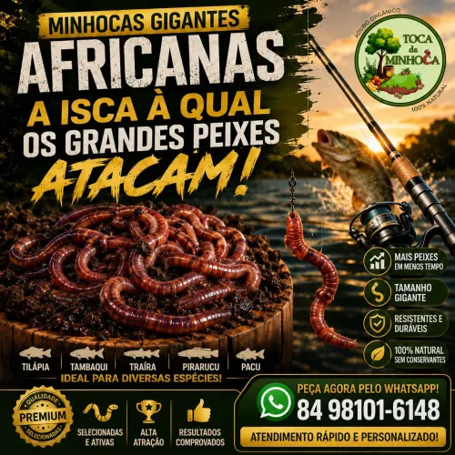 Minhocas Gigantes Africanas