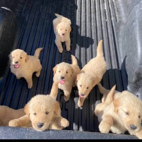 Golden raça pura machos e fêmeas pedigree 