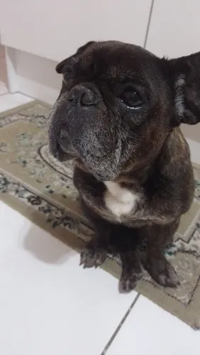 Doa-se Bulldog francês Macho 