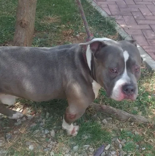 AMERICAN BULLY BLUE PARA CRUZAR COM PEDIGREE