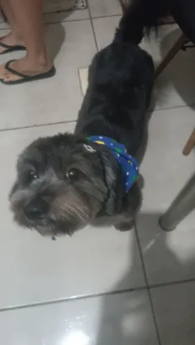 Cachorro