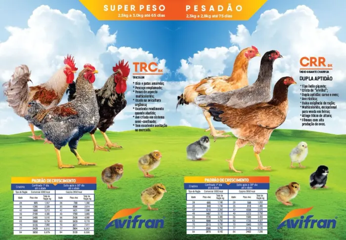 Avicultura Caipira poedeiras e corte