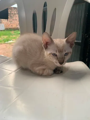Filhotes de gato