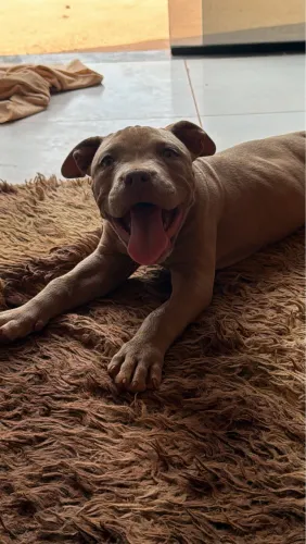 Cachorro pit Buul