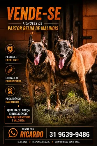 Filhotes de cães 