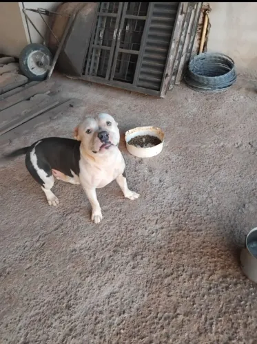 Filhotes de pit bul