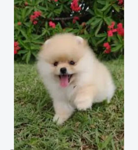 Spitz alemão anão macho