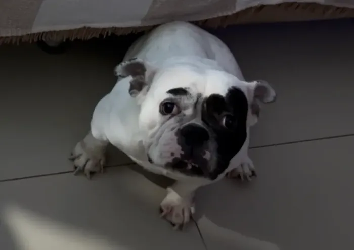 Vendo uma cachorra da raça American Bully valor R$1800