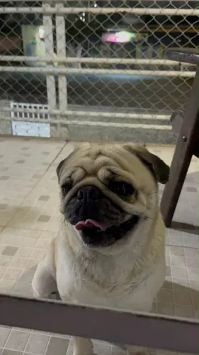 PUG MACHO PROCURA NAMORADA