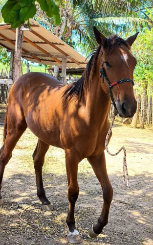 ? Potro Manso 1 Ano - Quarto de Milha Mestiço