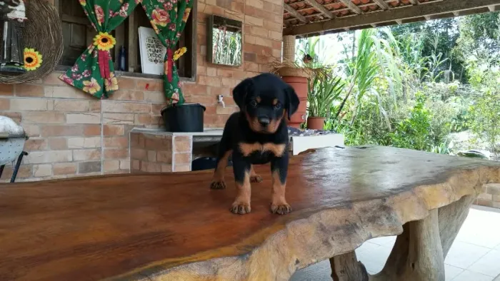 ROTTWEILER MACHO - ÚLTIMA UNIDADE e Oportunidade