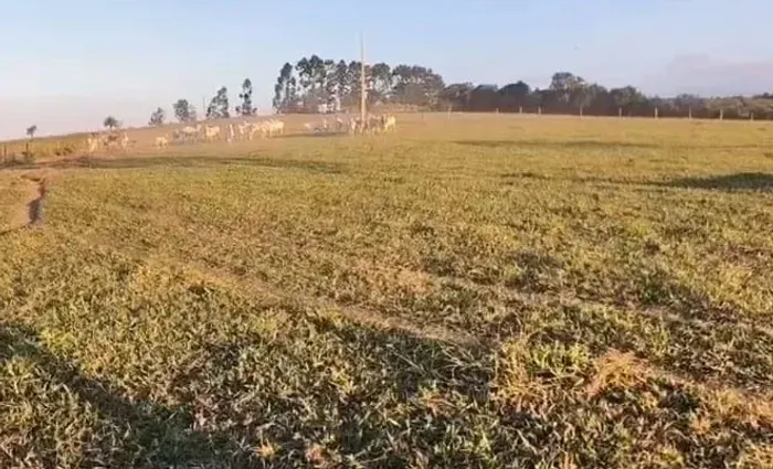 Bom para café ,frutas ,gado