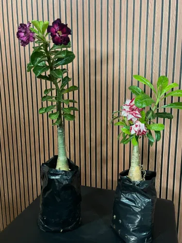 Enxertos de Rosa do Deserto