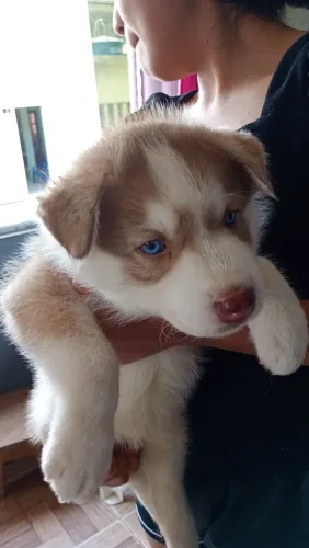 Husky siberiano filhote