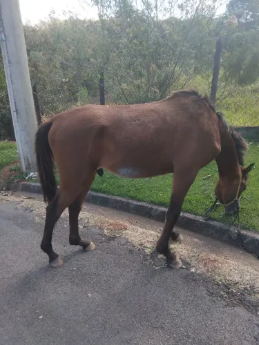 Cavalo