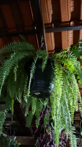 Samambaia americana