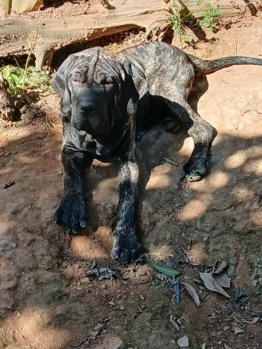 Fila brasileiro filhote macho