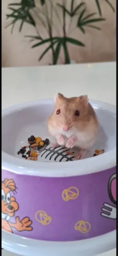 Hamster