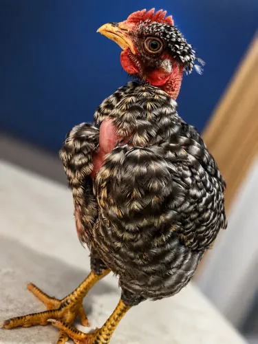 Pescoço pelado carijós