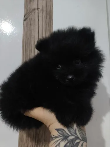 Spitz alemão anão macho