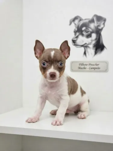 Pinscher Macho Encanto