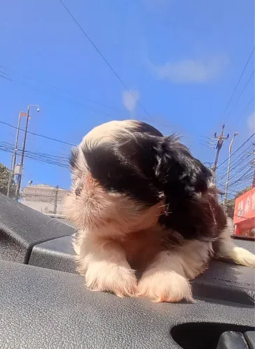 Shih tzu fêmea 