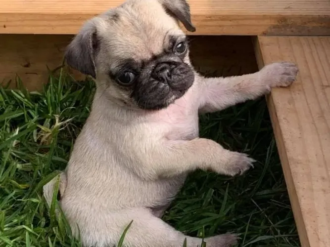 Luxo mini Pug 