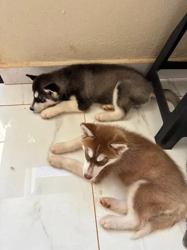 Husky siberiano