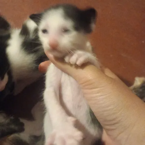 Gatinhos filhotes