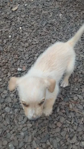 doa se cachorinhos