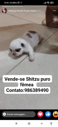 Shitzu filhote