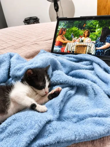 DOAÇÃO DE GATINHOS IRMÃOS 