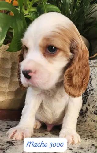 Filhote Beagle, Quem resiste a esses olhinhos cheios de amor?