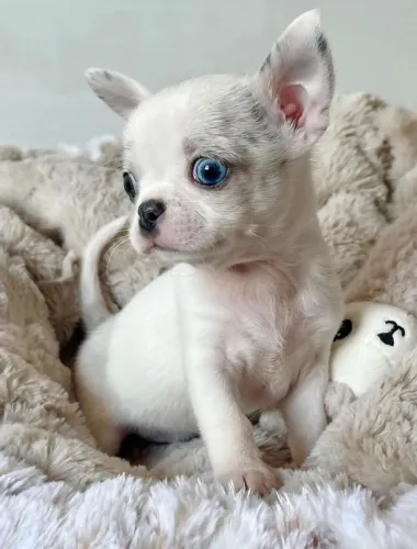 Pequeno no porte, enorme no carinho. Chihuahua filhote!