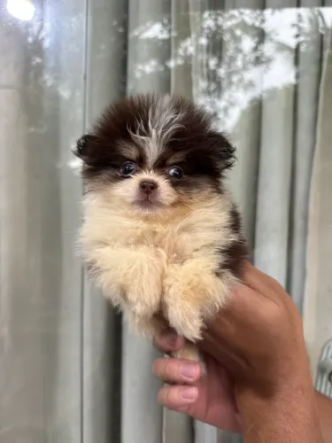 Lulu da pomerania anão micro chocolate com branco tricolor particolor chocotan macho