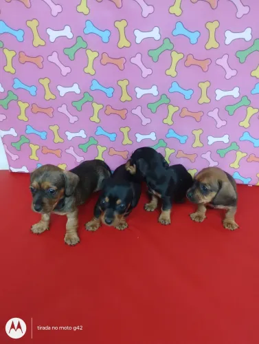 Filhote dachshund Cofap Basset fêmea e macho 