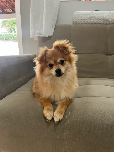 Lulu da Pomerania