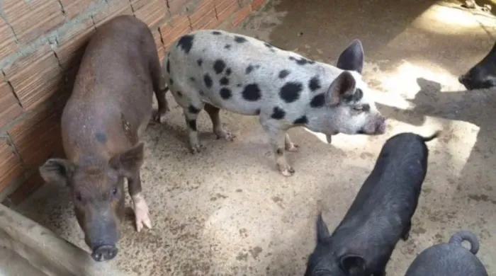 Doação de porco urgente