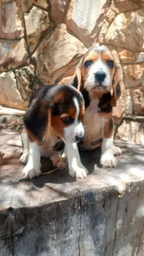 Filhotes de beagles